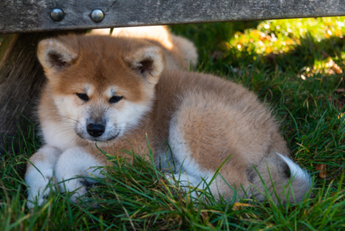 Haku ... unser Eisbärchen